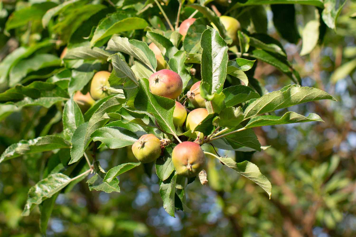 How Long Does It Take For Apple Trees To Produce Fruit