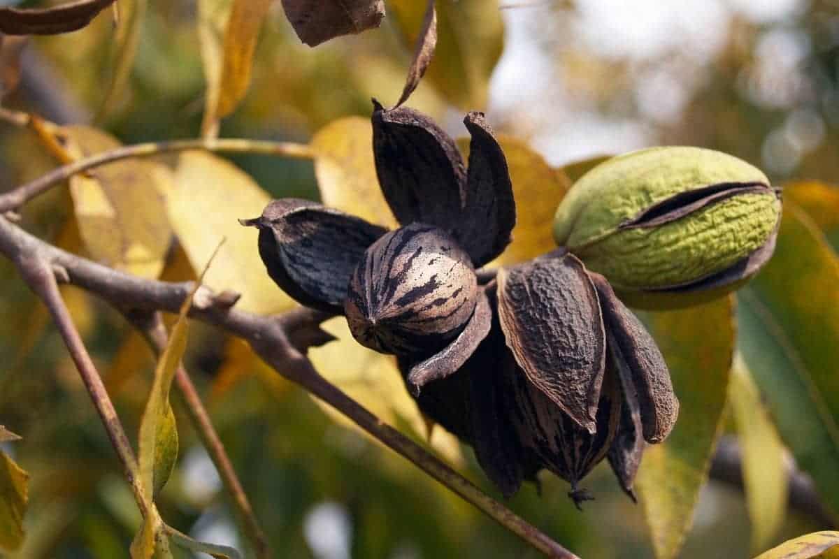 How Long Does It Take For Pecan Trees To Start Producing Nuts
