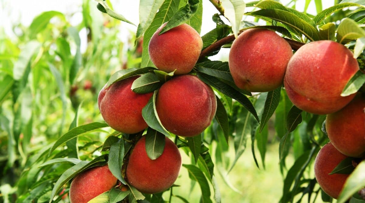 How Long Does It Take Peach Trees To Produce Fruit