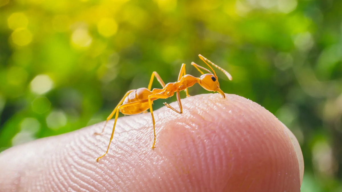  How Many Body Parts Do Insects Have Chicago Land Gardening