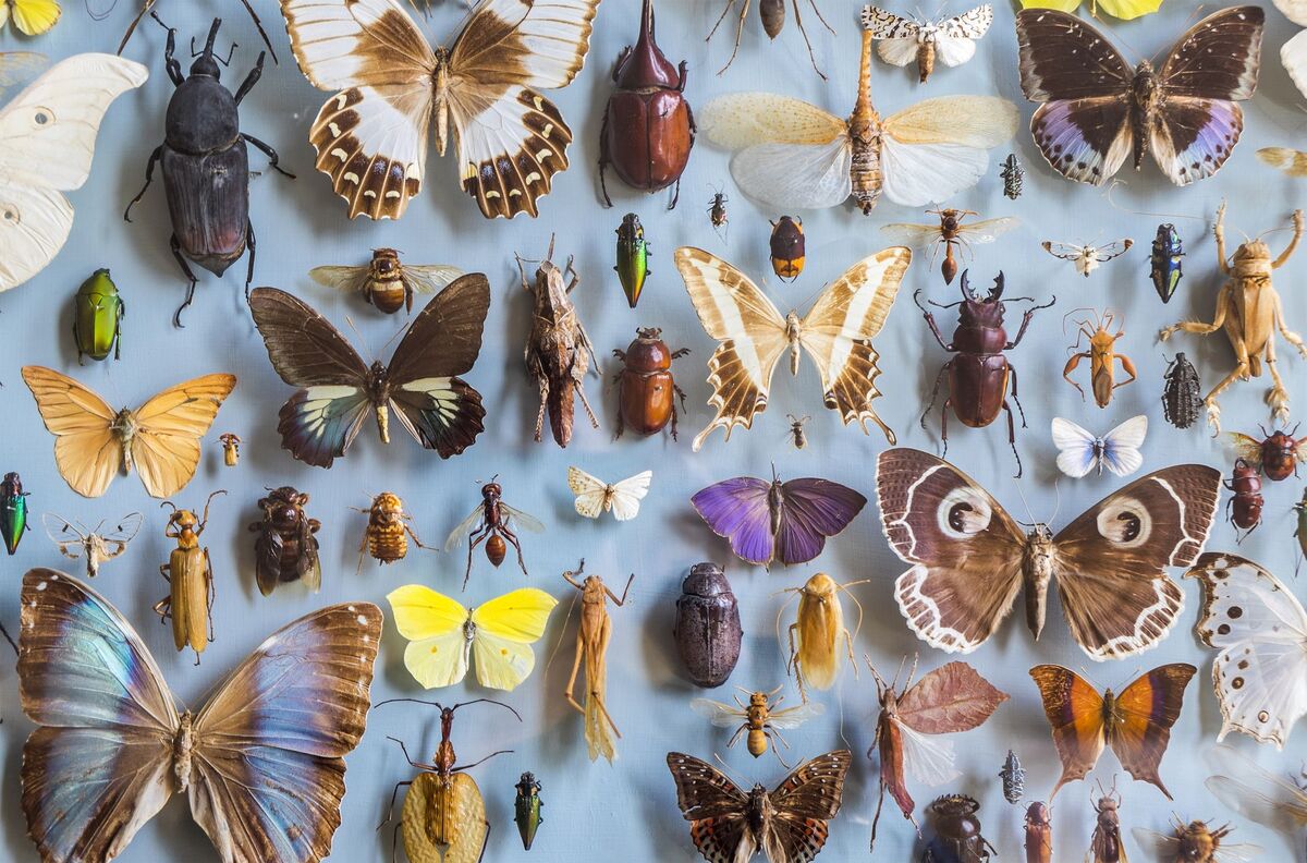 How Many Different Types Of Insects Are There
