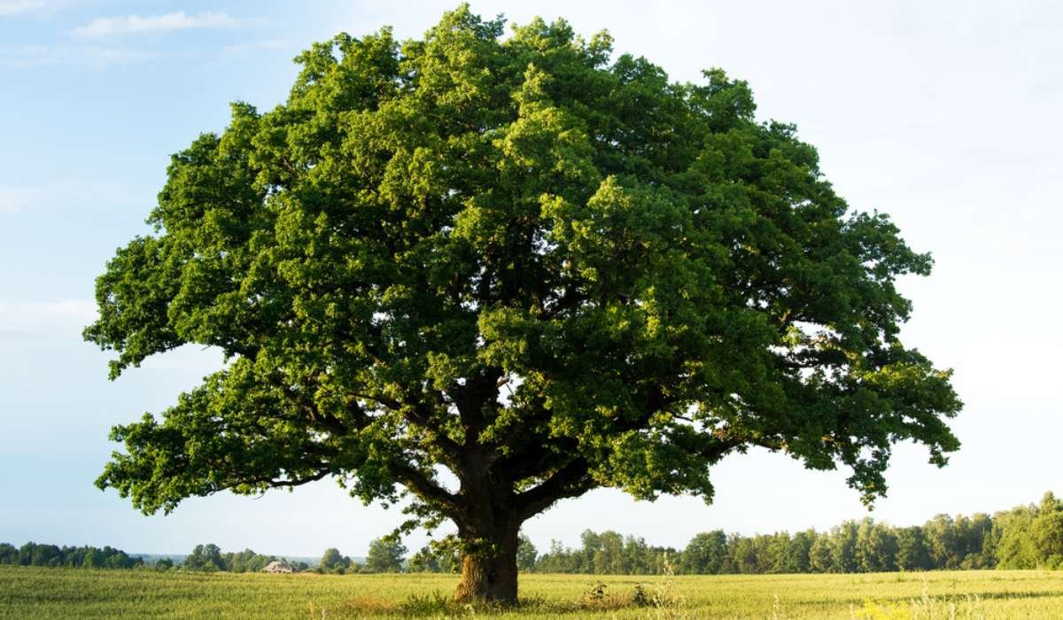 How Many Oak Trees Are There