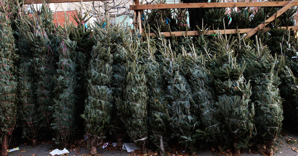 How Many Real Christmas Trees Are Sold Each Year