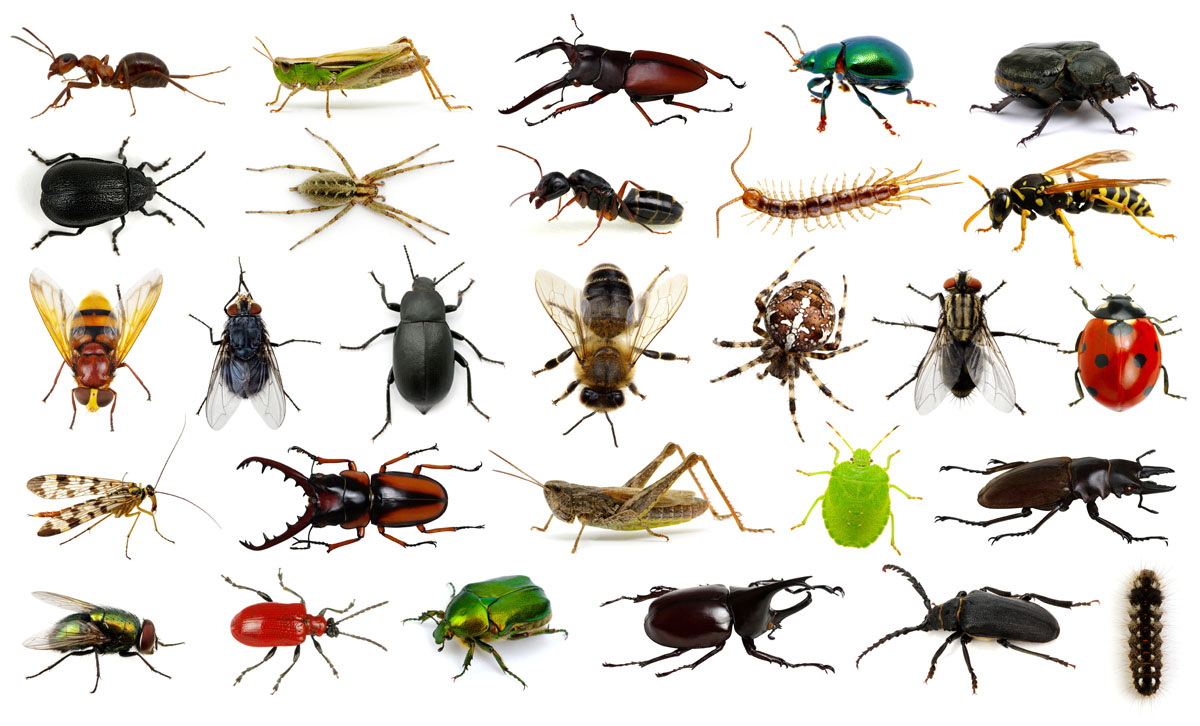 How Many Species Of Insects Are There As Of 2017?