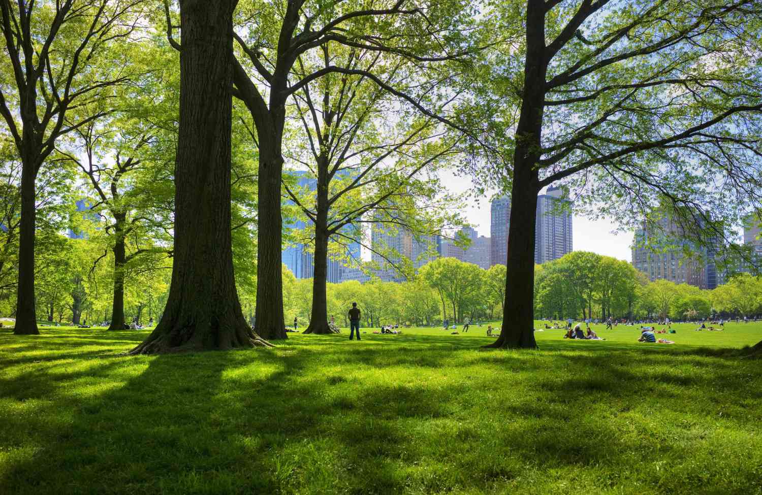 How Many Trees In Central Park