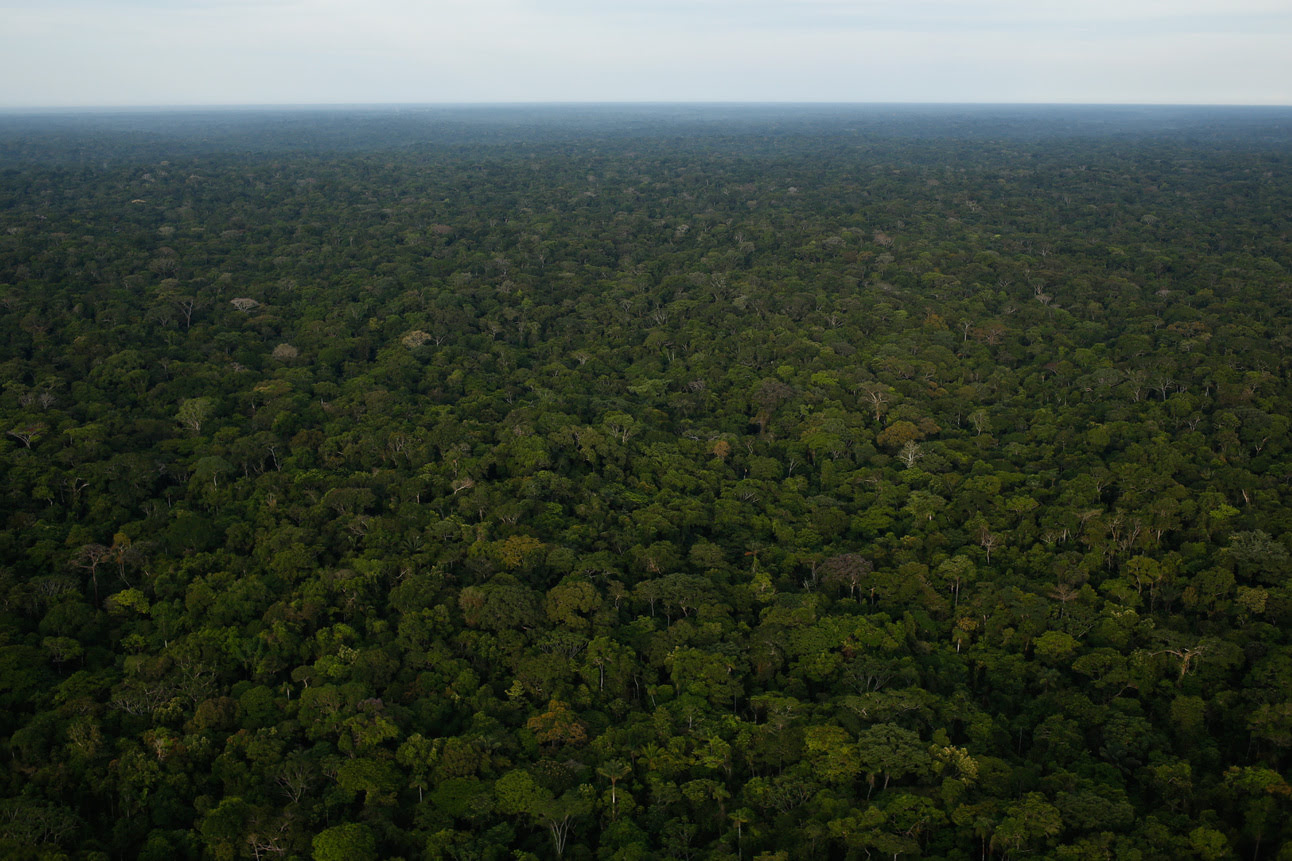 How Many Trees In The Amazon Rainforest