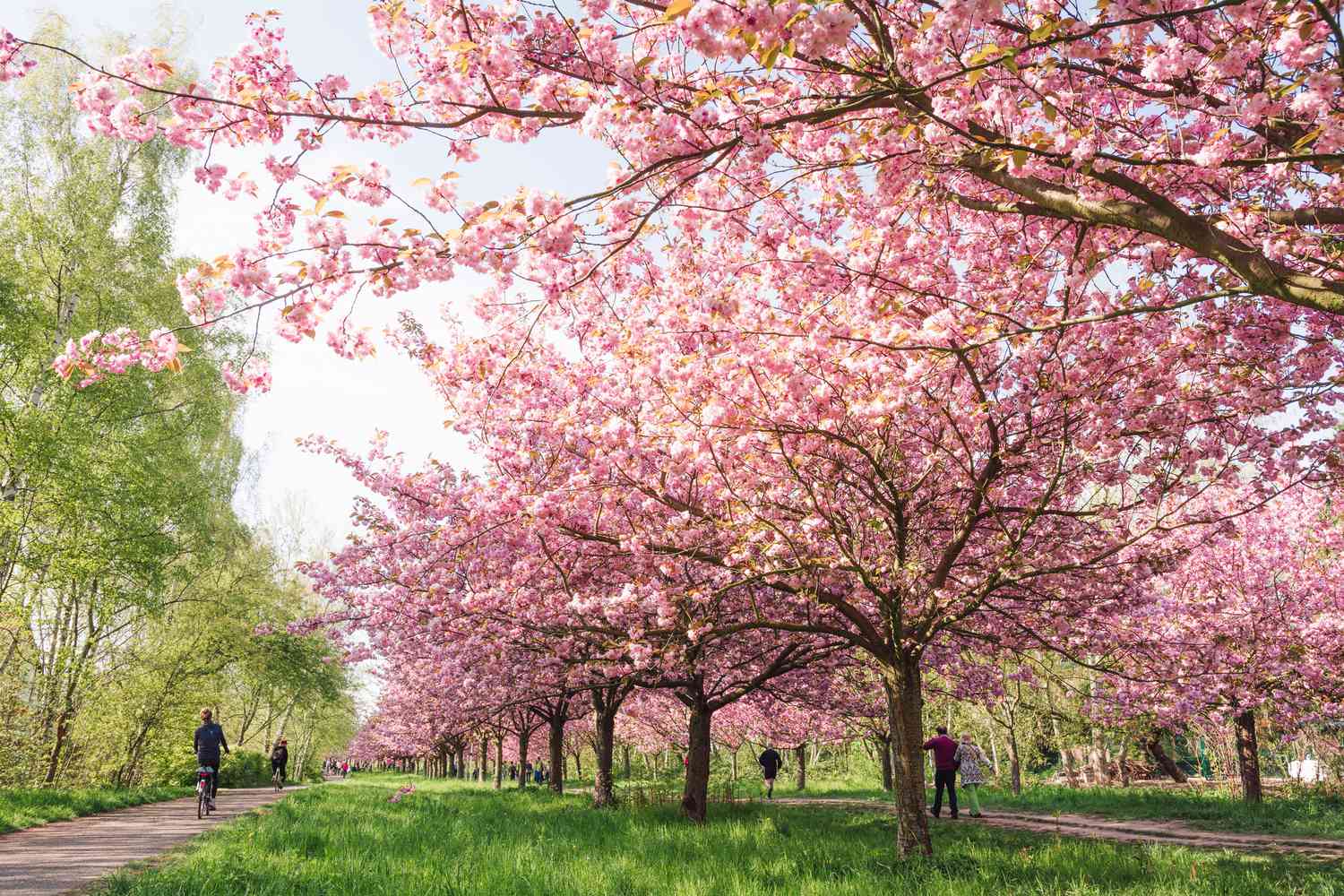 How Much Are Cherry Blossom Trees