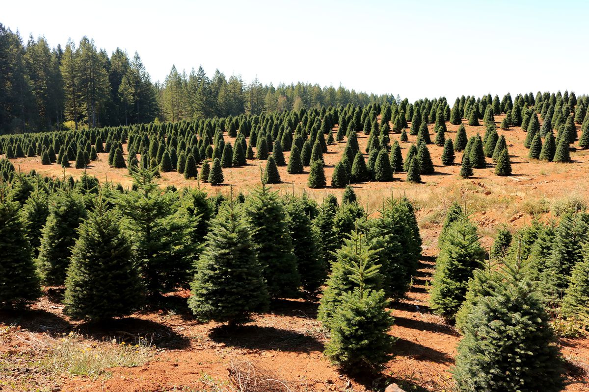 How Much Do Pine Trees Cost