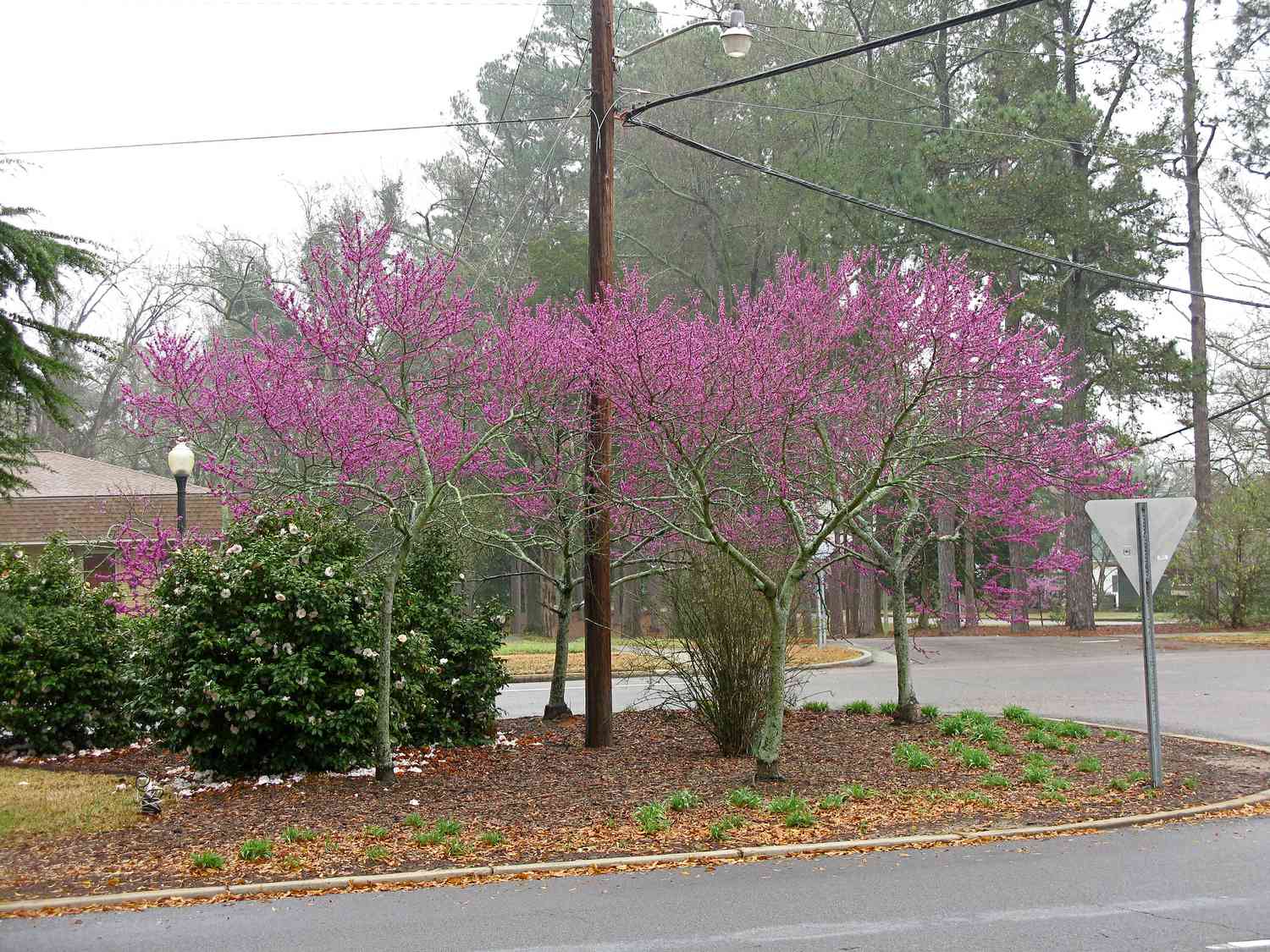 How Much Do Redbud Trees Cost
