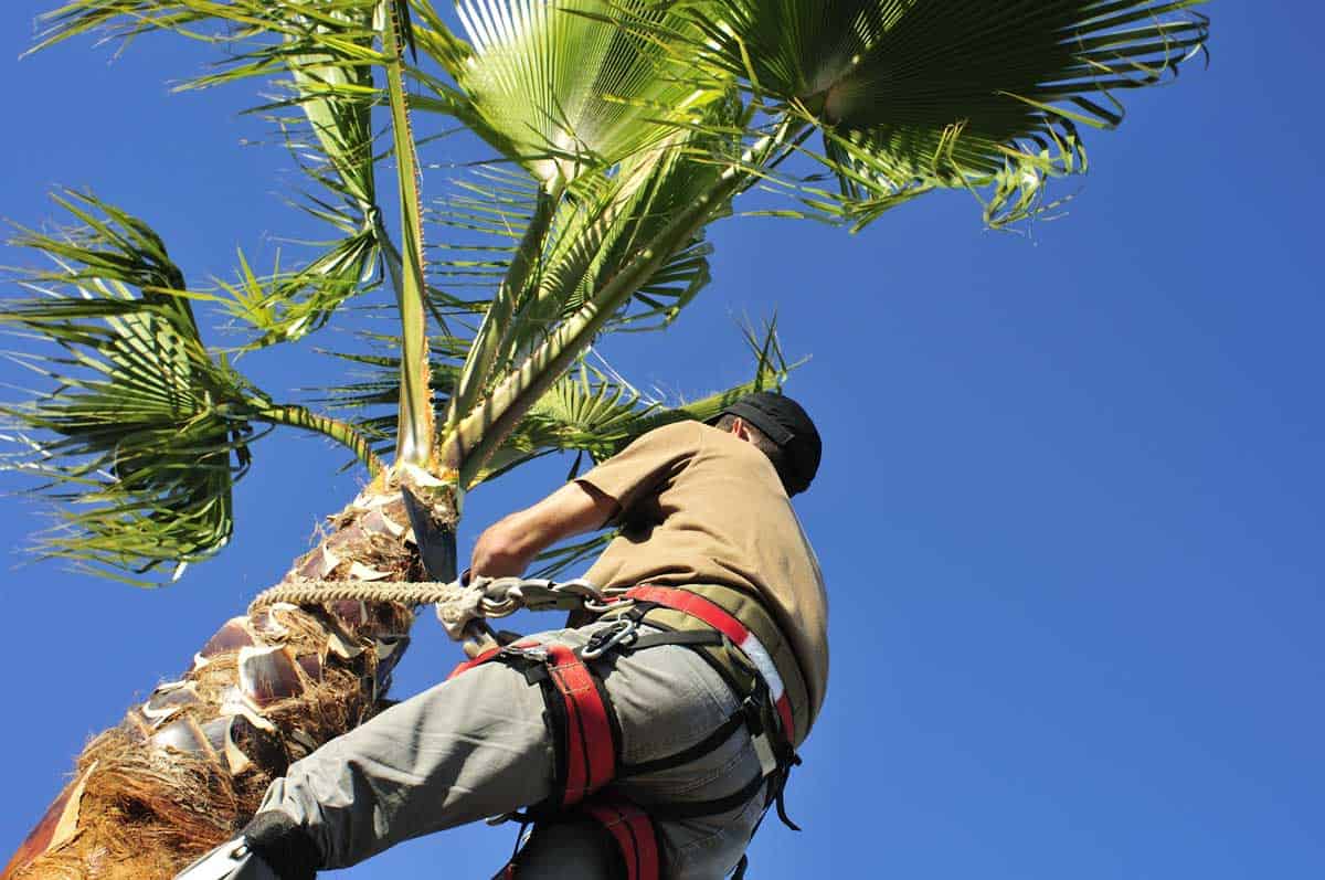 How Much Does It Cost To Trim Palm Trees