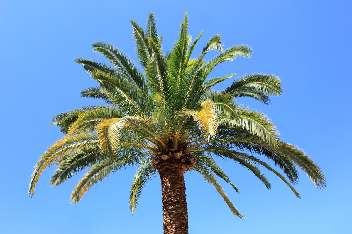 How Much Does Palm Trees Cost