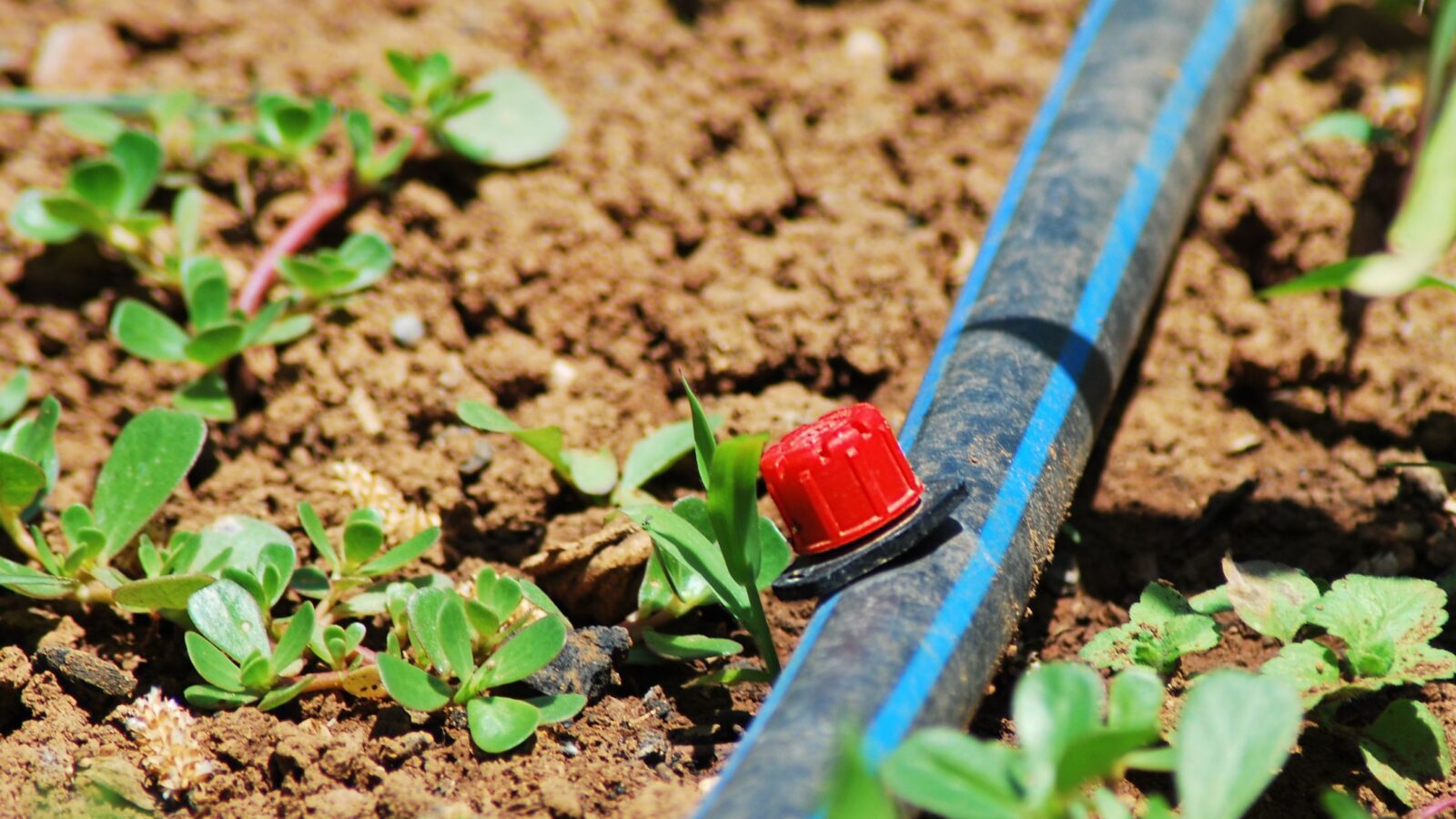 How Much Pressure For Gravity Fed Drip Irrigation System