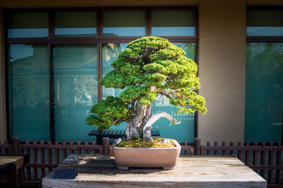How Much Sunlight Do Bonsai Trees Need