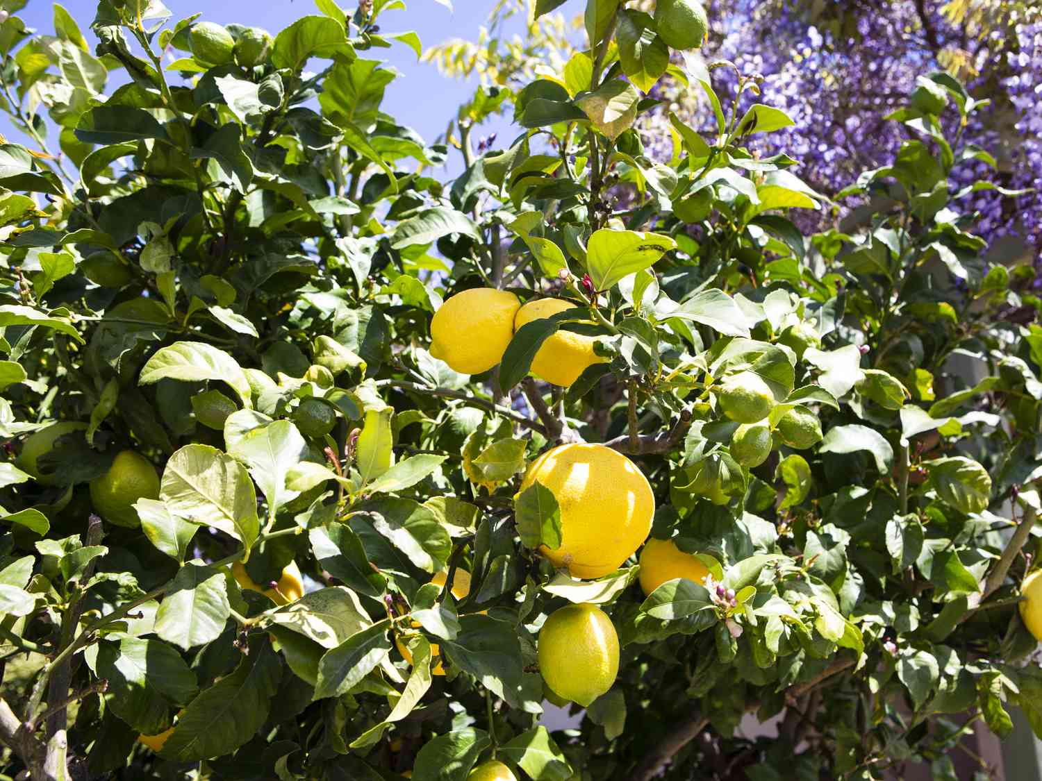 How Much Sunlight Do Lemon Trees Need