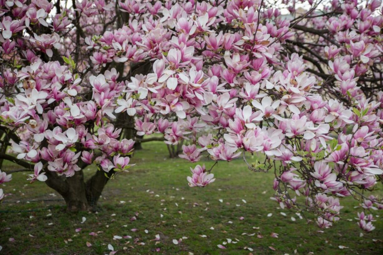 How Often Do Magnolia Trees Bloom