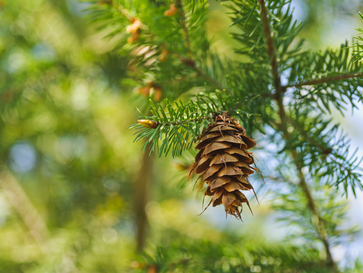 How Often Do Pine Trees Produce Pine Cones