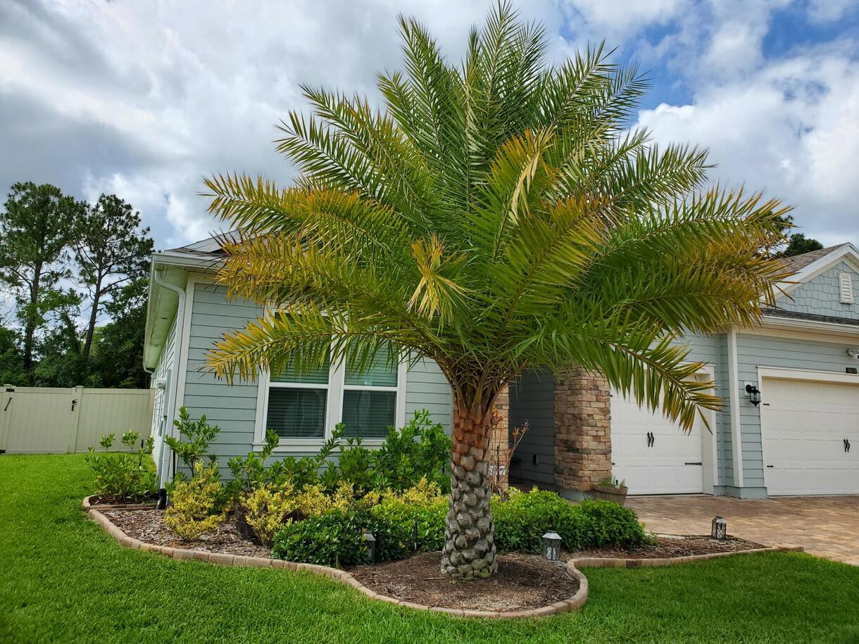 How Often Should You Water Palm Trees