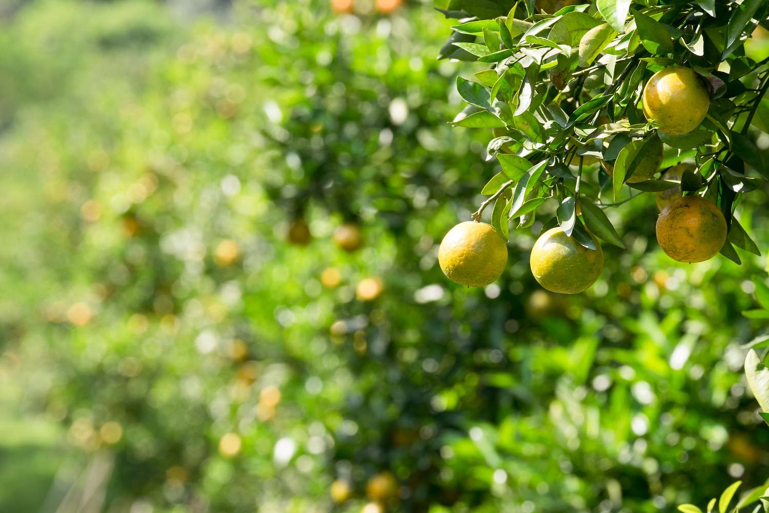 How Often To Water Citrus Trees