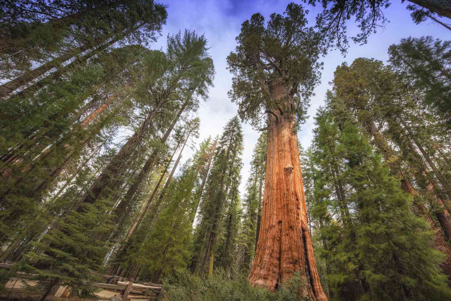How Old Are Sequoia Trees