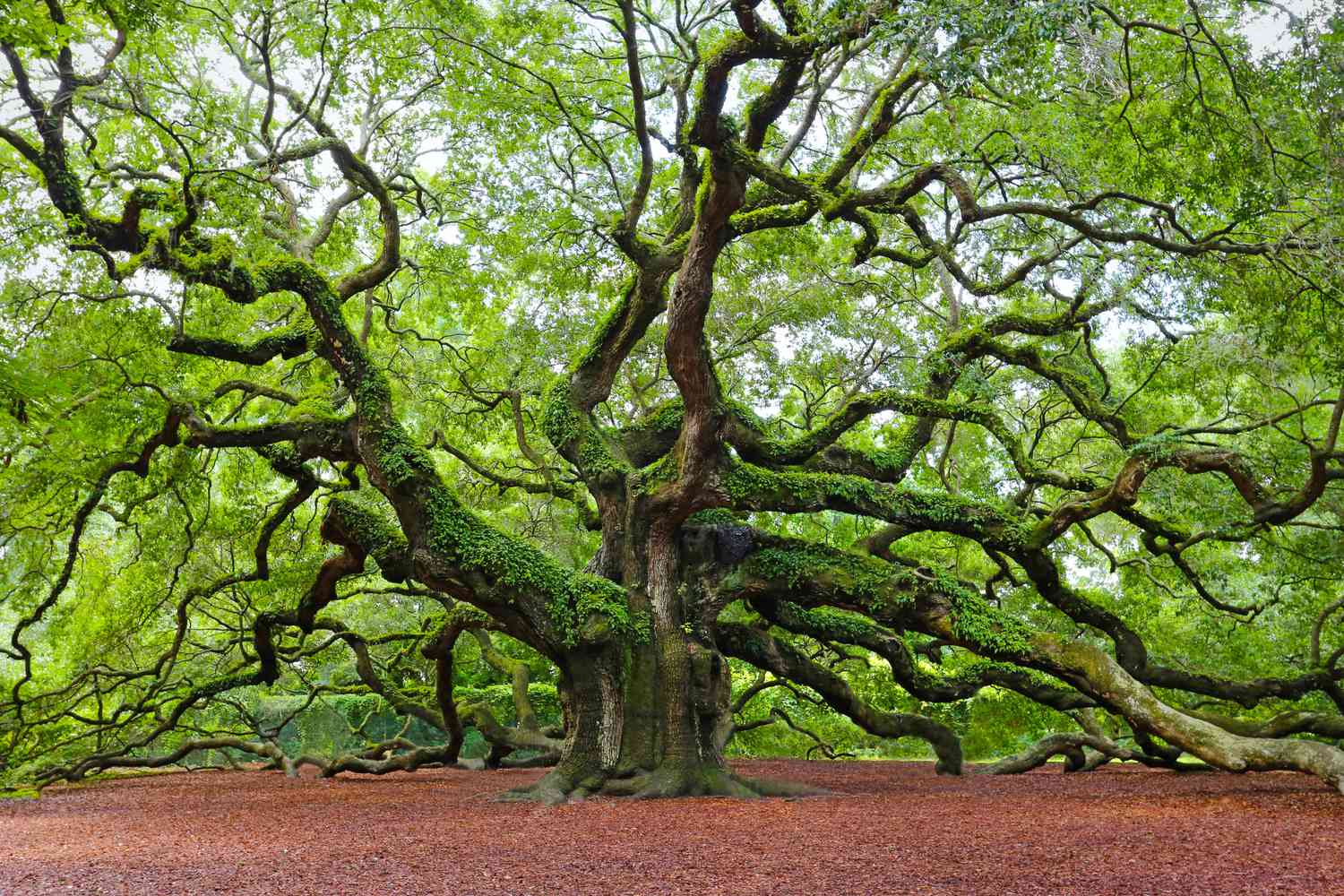 How Old Do Oak Trees Get