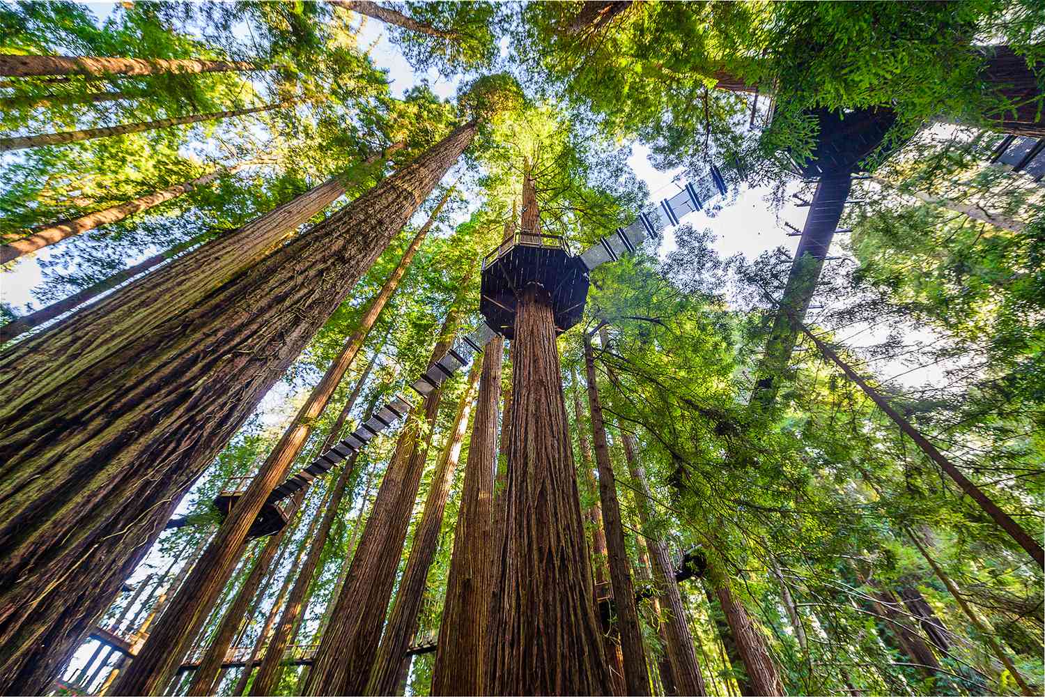 How Tall Are Redwood Trees