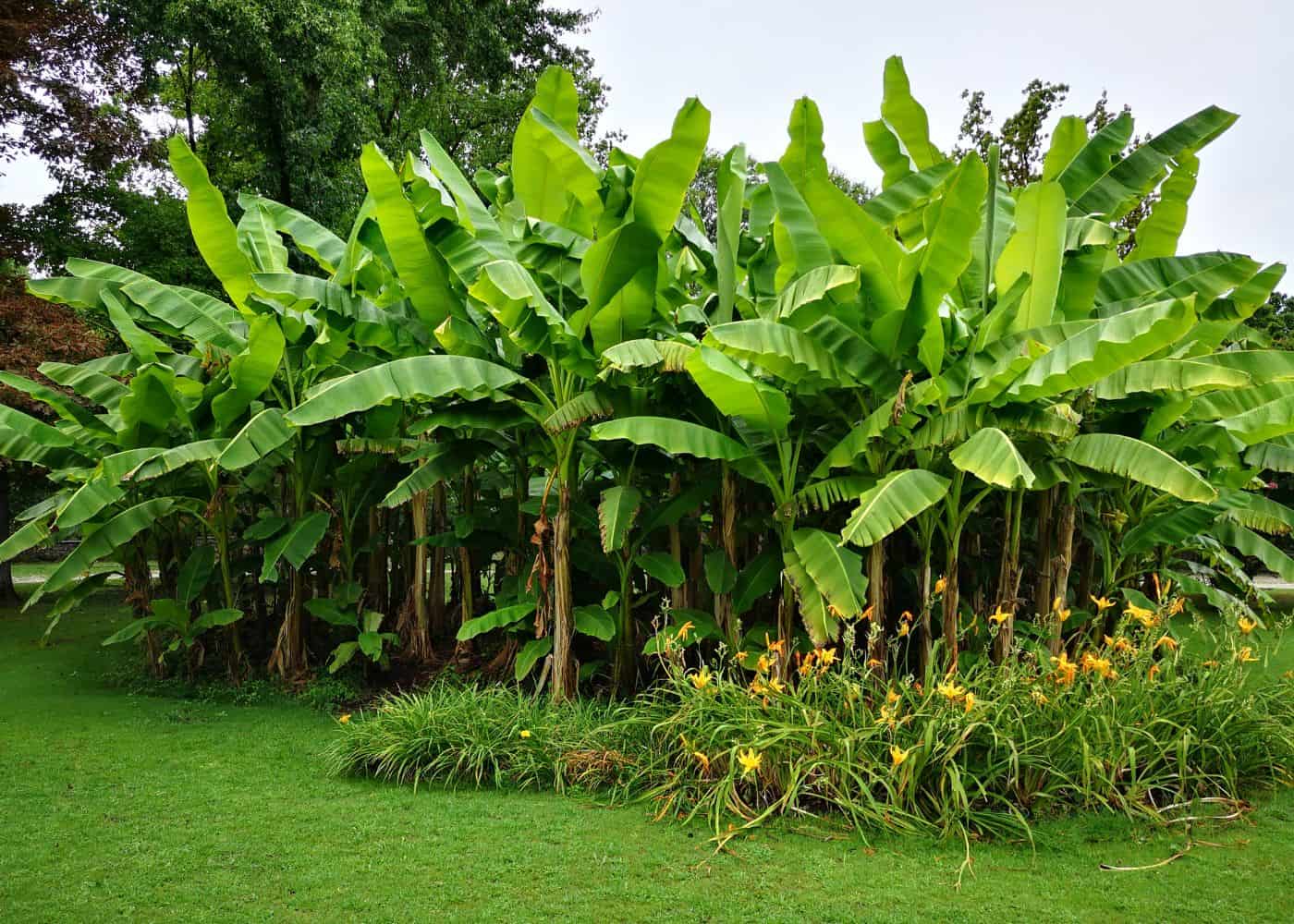 How Tall Do Banana Trees Grow
