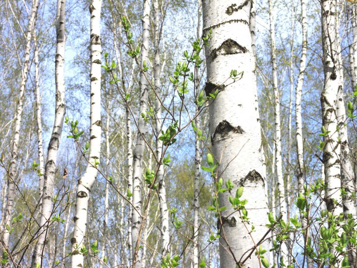 How Tall Do Birch Trees Grow