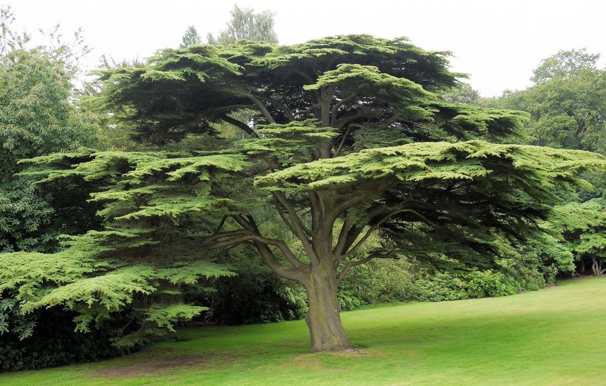 How Tall Do Cedar Trees Grow