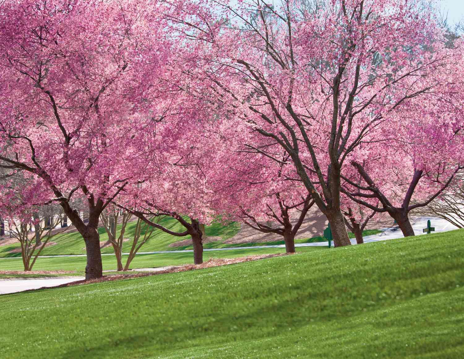 How Tall Do Cherry Blossom Trees Grow