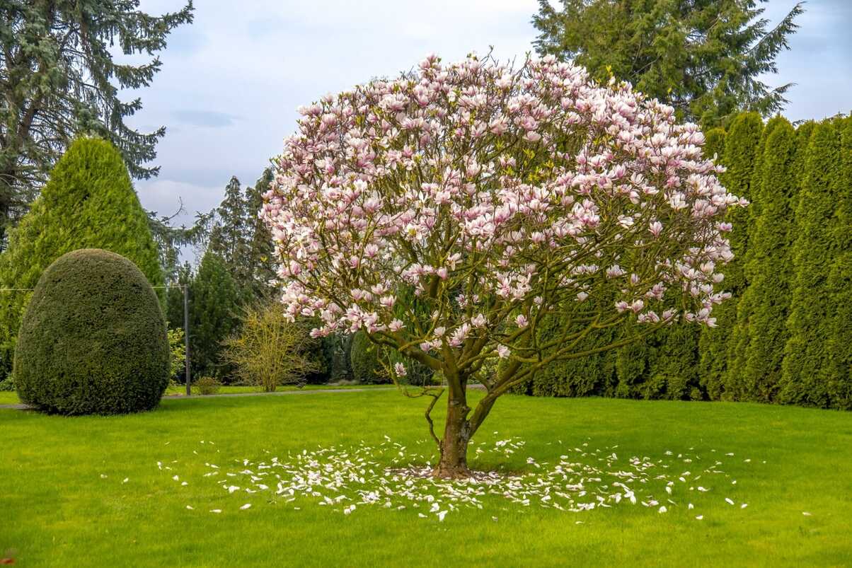 How Tall Do Magnolia Trees Get