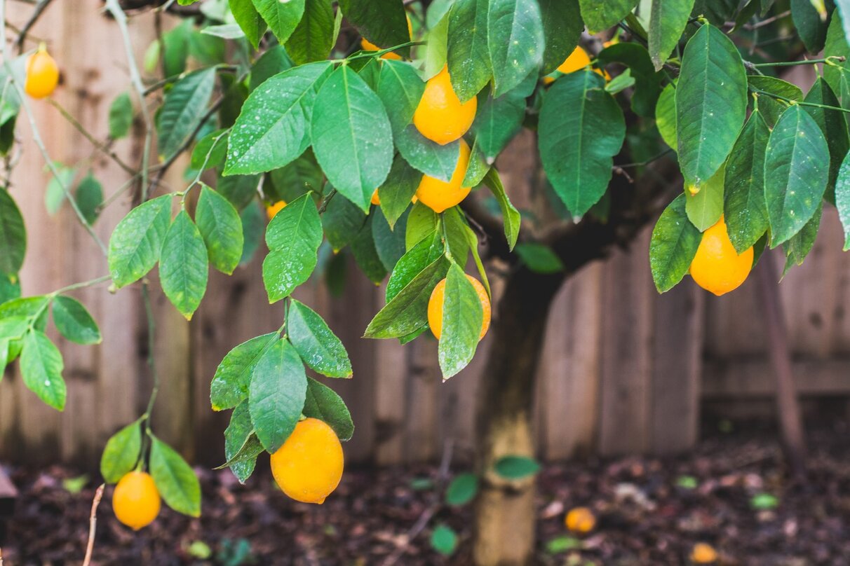 How Tall Do Meyer Lemon Trees Grow