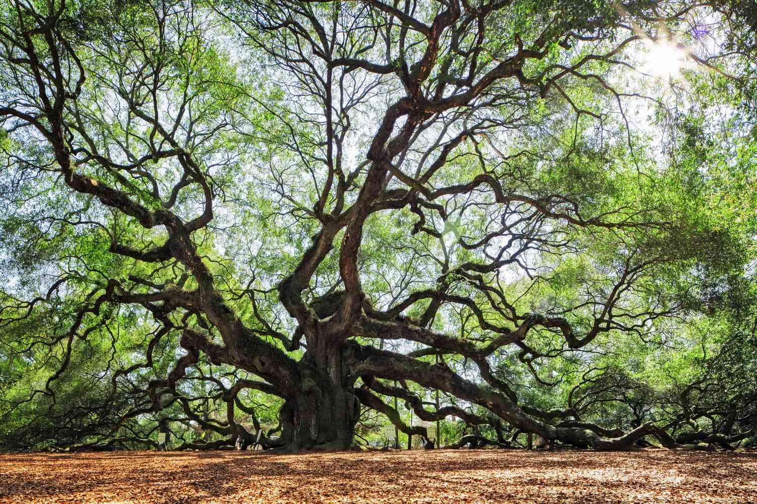 How Tall Do Oak Trees Grow