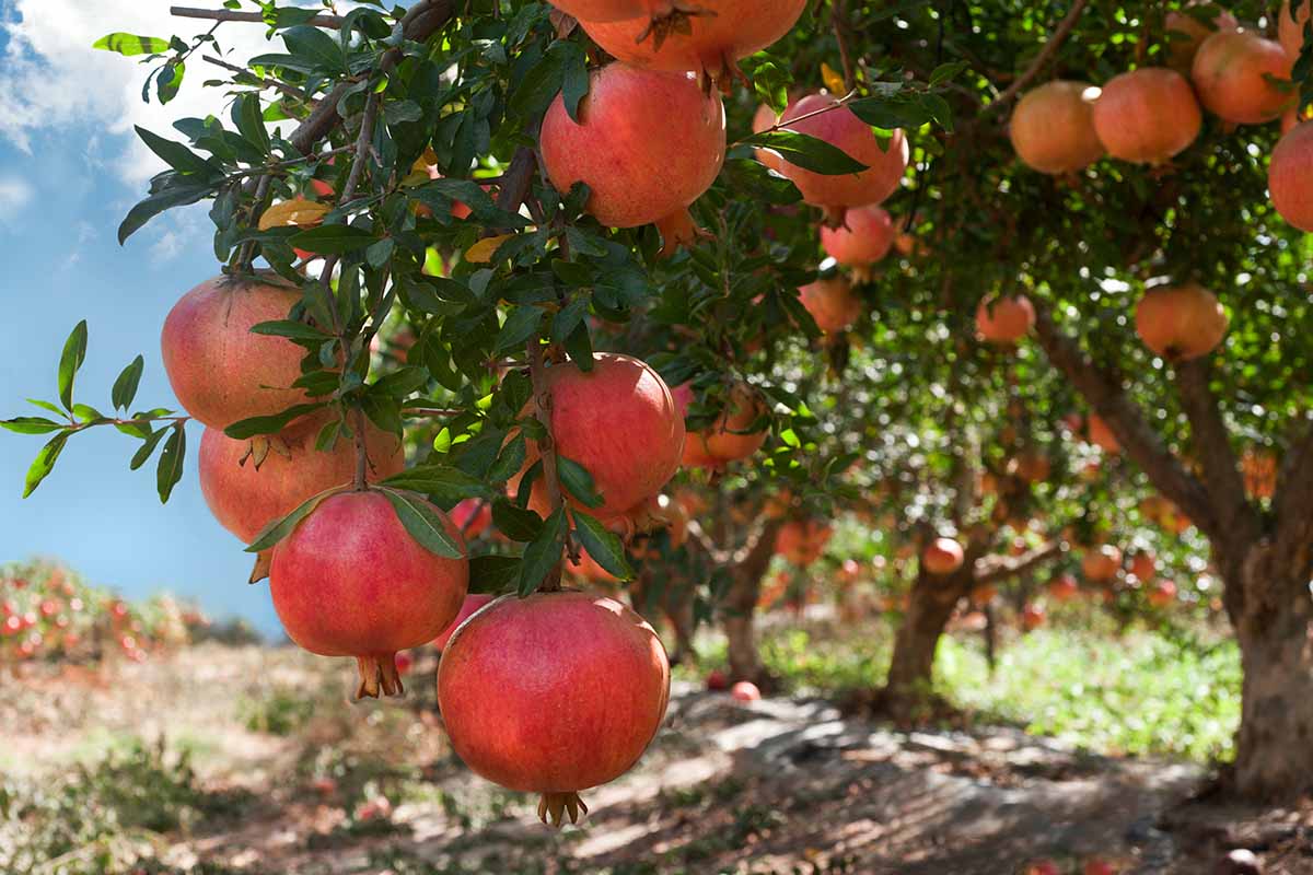 How Tall Do Pomegranate Trees Grow