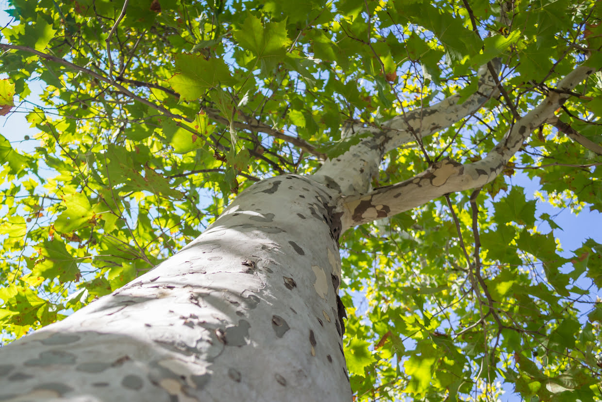 How Tall Do Sycamore Trees Grow