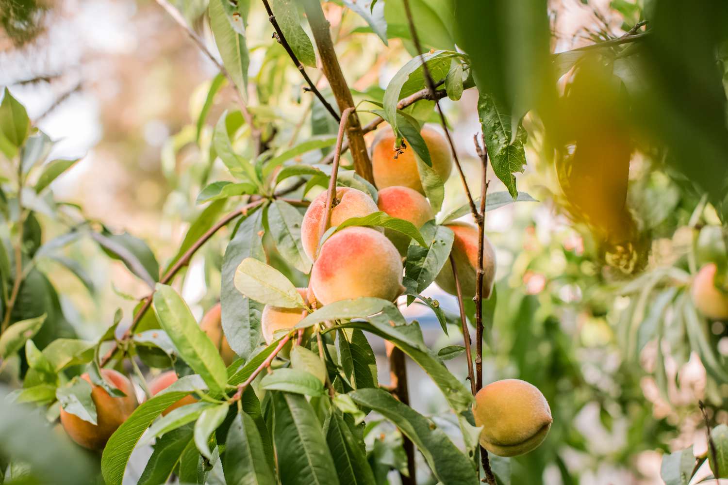 How To Care For Peach Trees