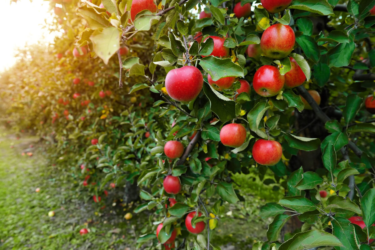 How To Fertilize Apple Trees