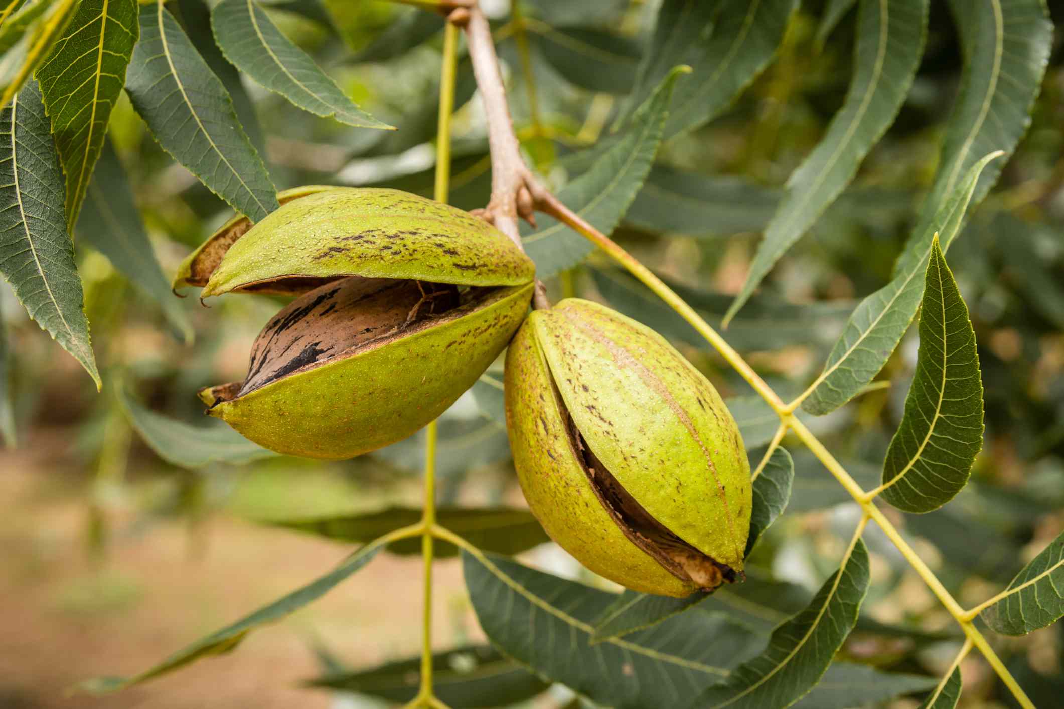 How To Get Rid Of Aphids On Pecan Trees