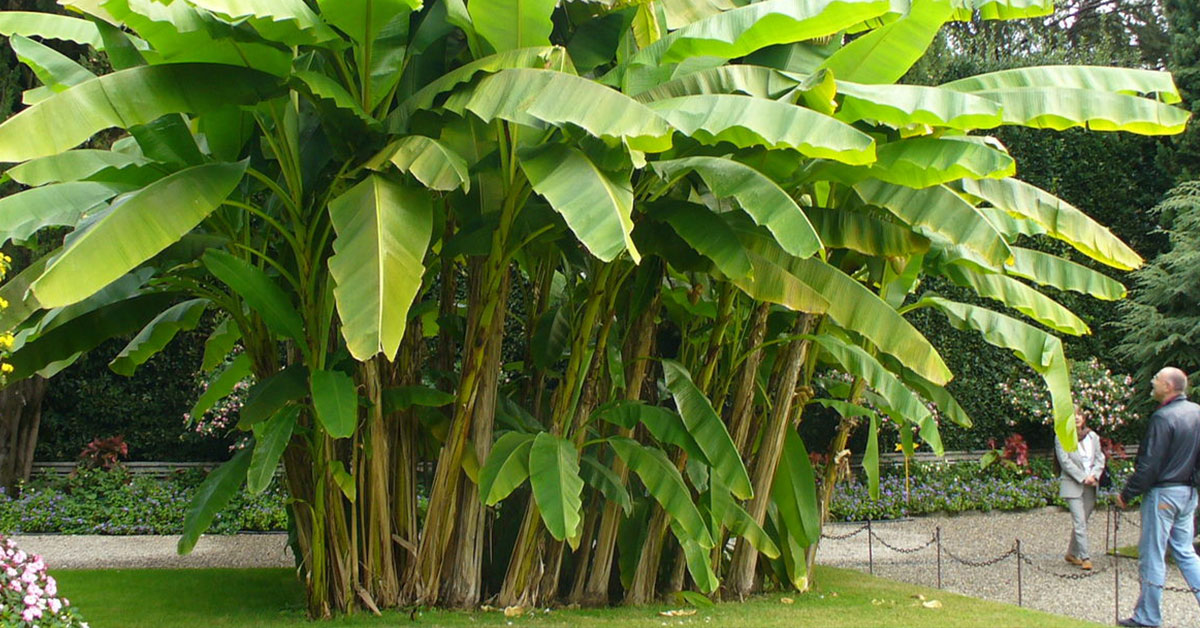 How To Get Rid Of Banana Trees