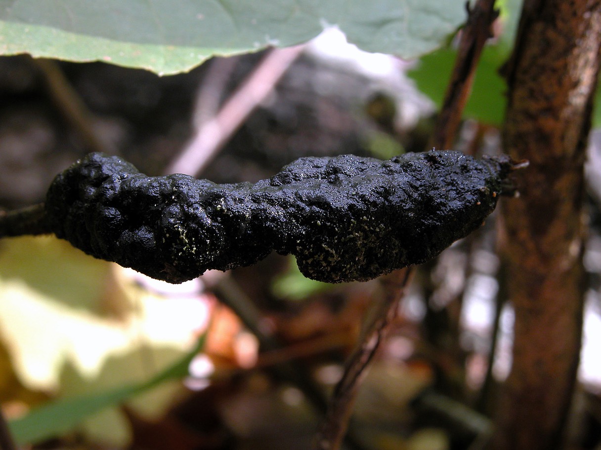 How To Get Rid Of Black Fungus On Trees