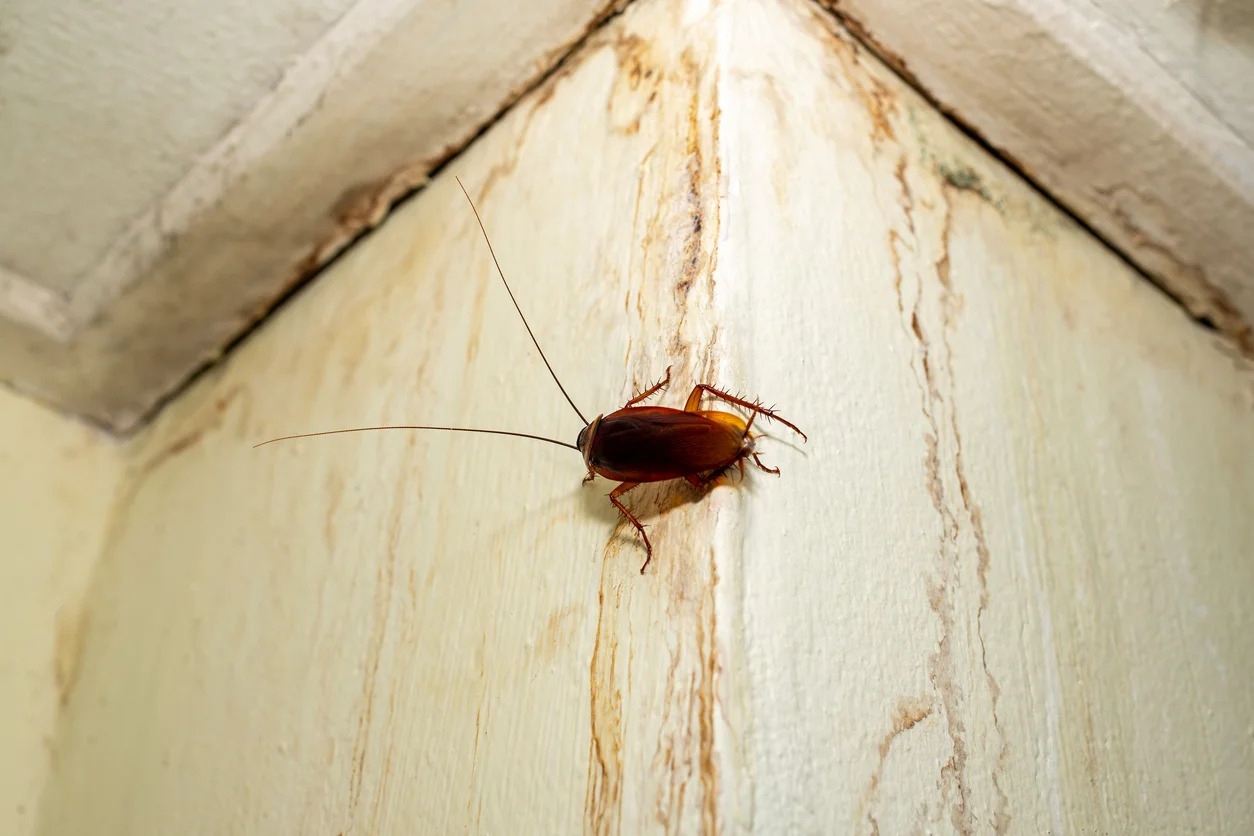 How To Get Rid Of Insects In Basement