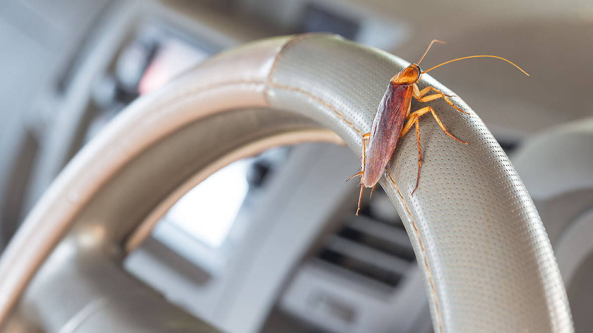How To Get Rid Of Insects In Car