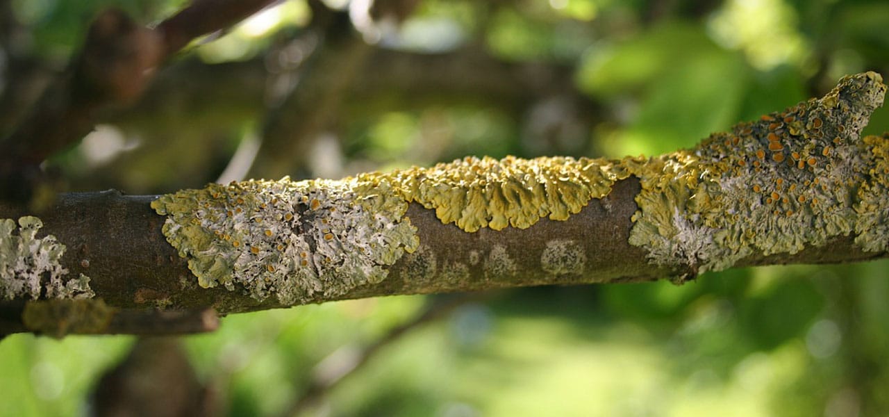 How To Get Rid Of Lichen On Trees