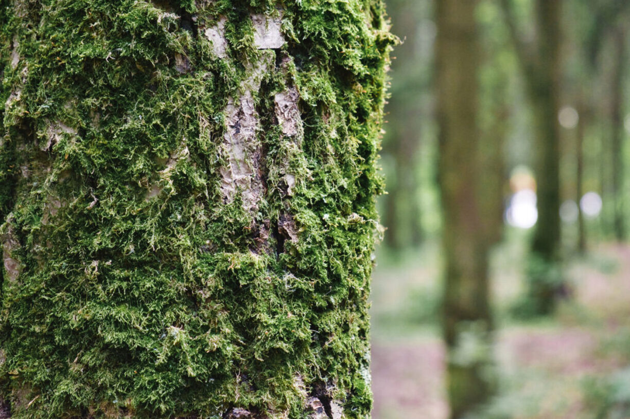 How To Get Rid Of Moss On Trees | Chicago Land Gardening