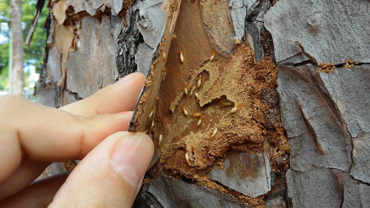 How To Get Rid Of Termites On Trees