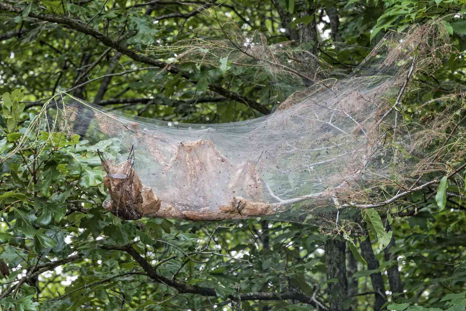 How To Get Rid Of Webs In Trees