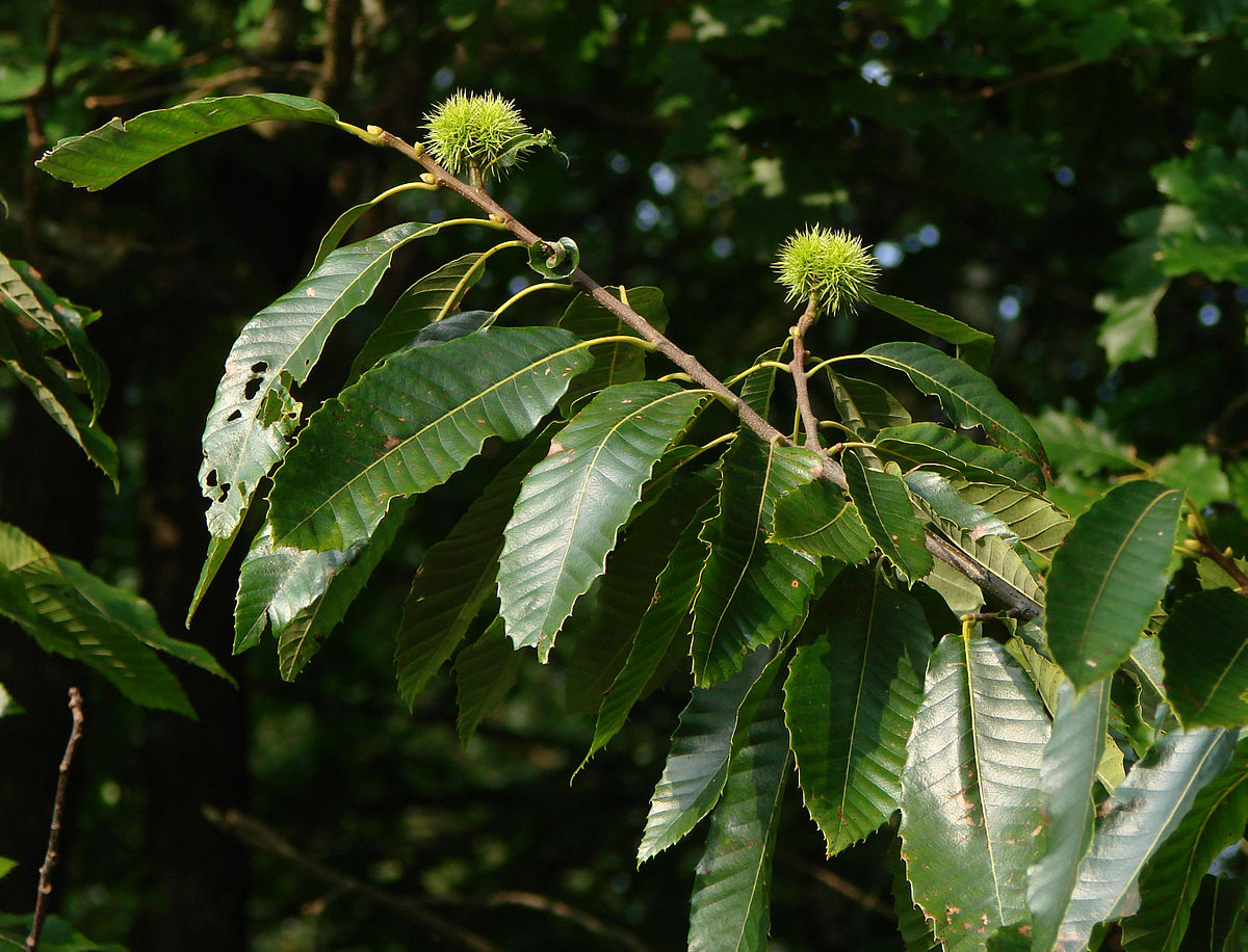 How To Grow Chestnut Trees
