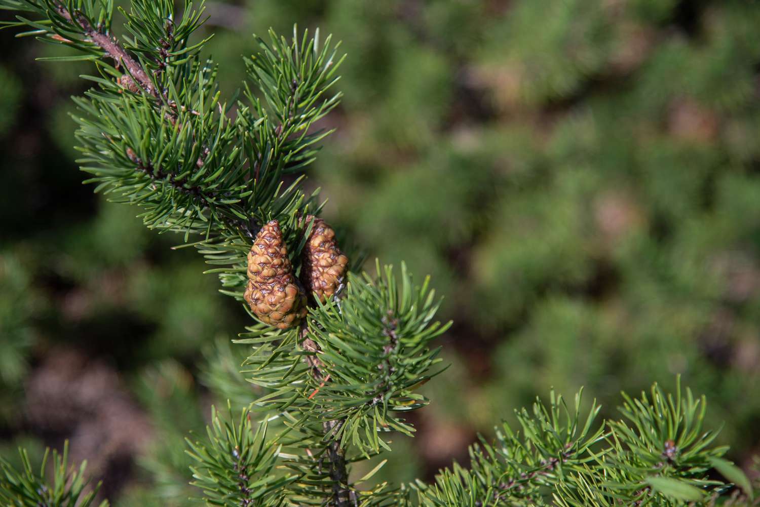 How To Grow Pine Trees From Seed