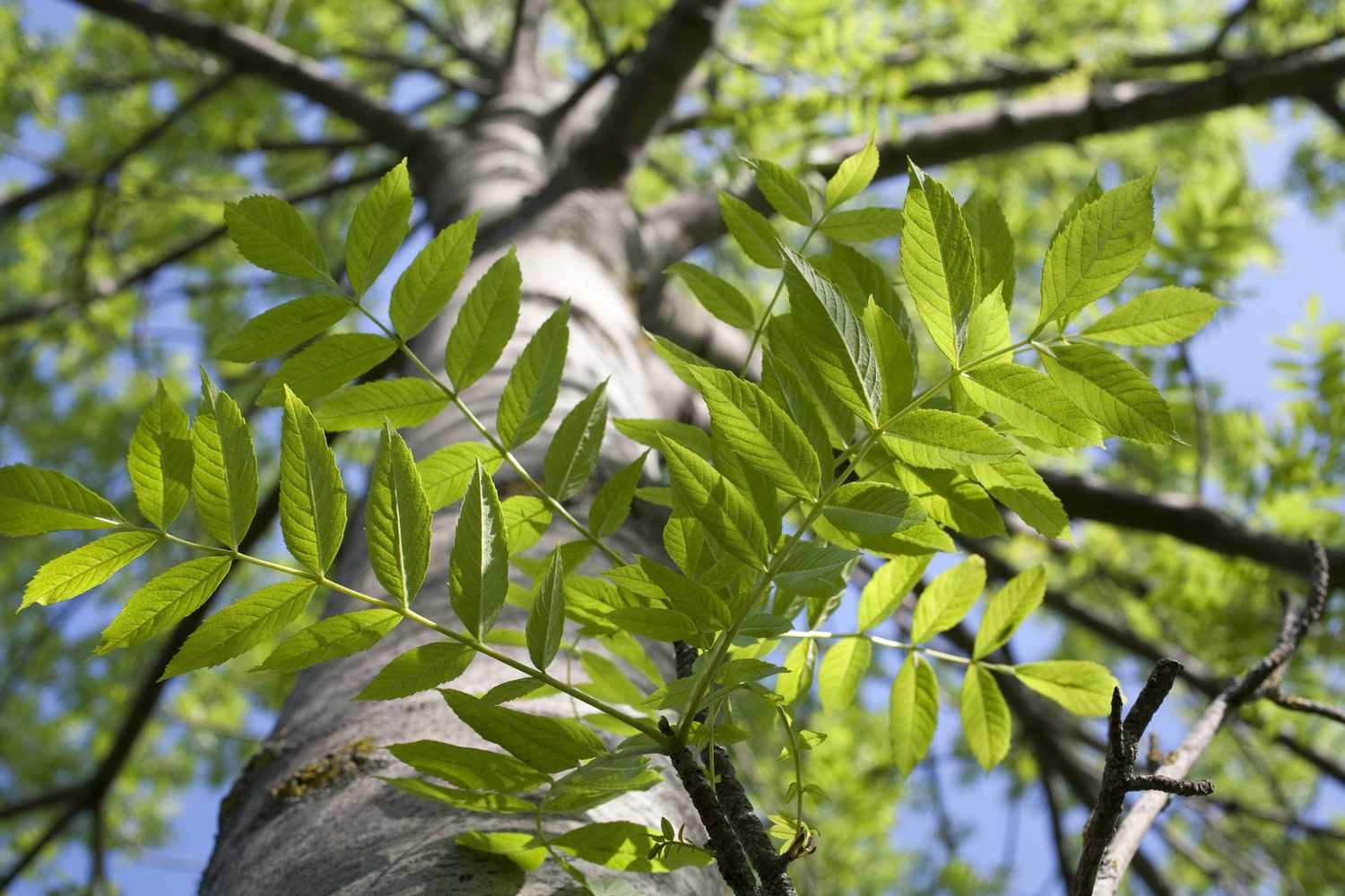 How To Identify Ash Trees