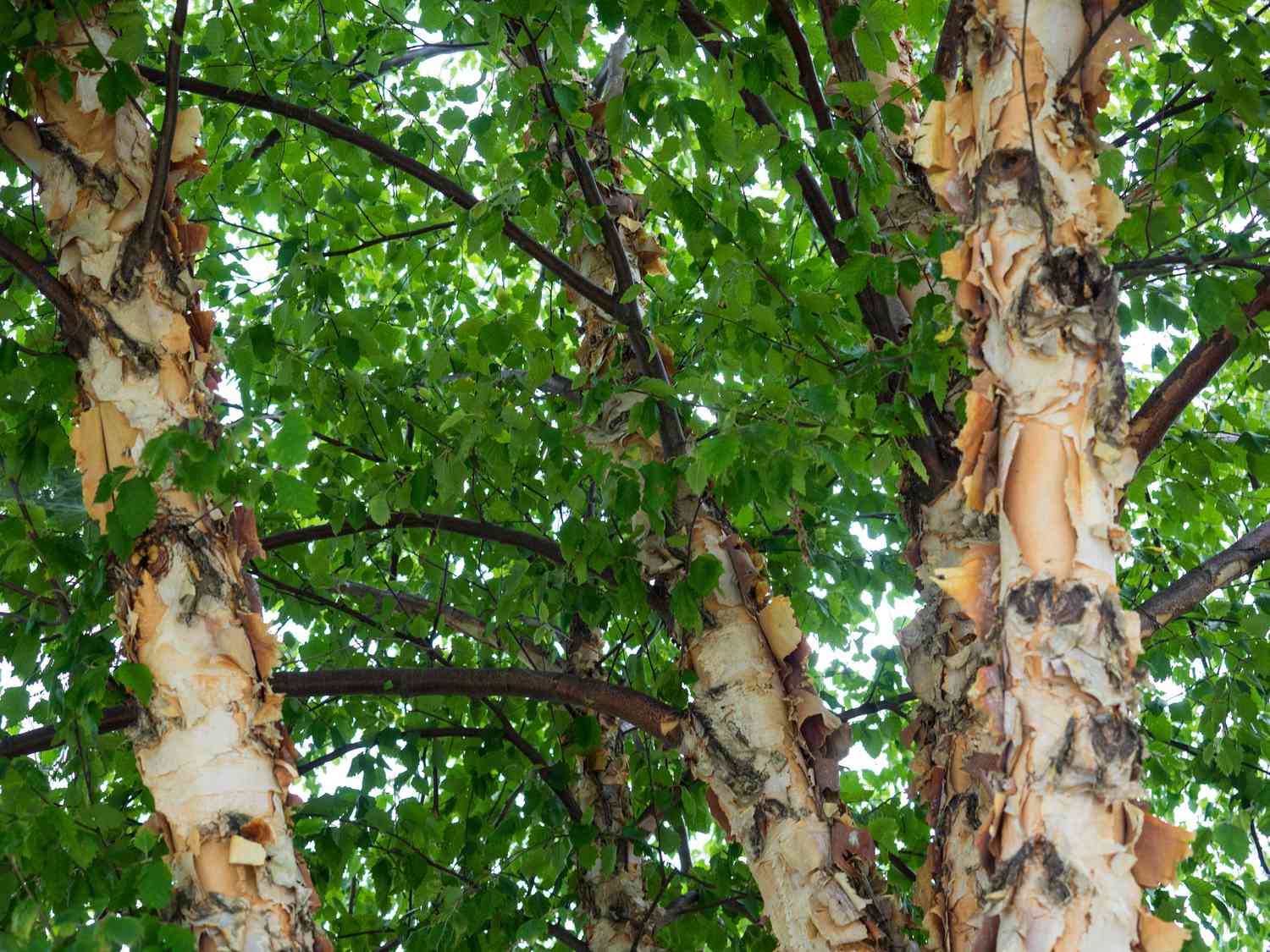 How To Identify Birch Trees