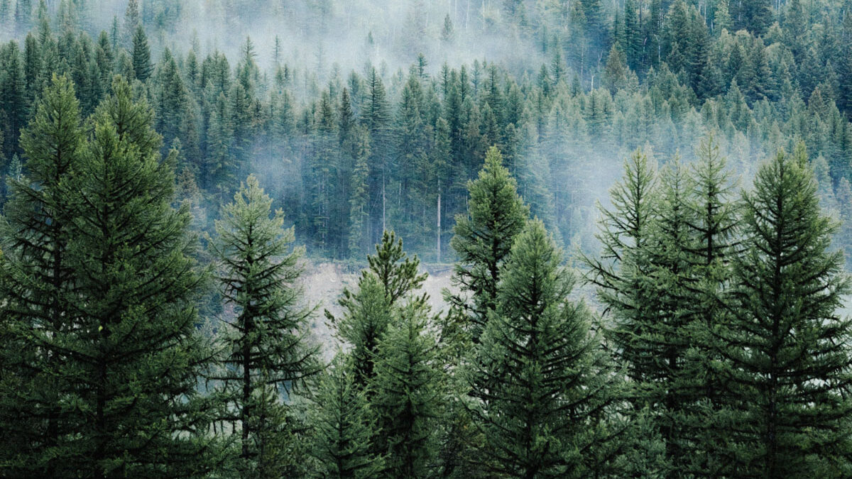 How To Identify Different Pine Trees